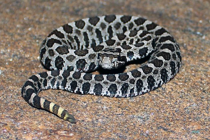 Grzechotnik "Eastern Massasauga Rattlesnake"